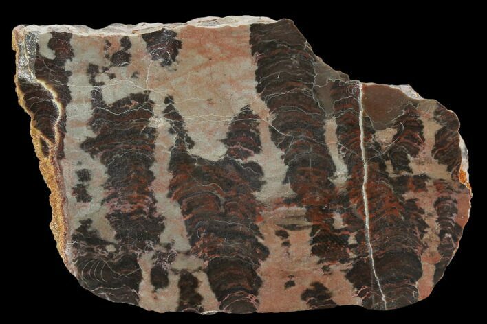 Polished Stromatolite (Inzeria) Section -Alice Springs, Australia #129171